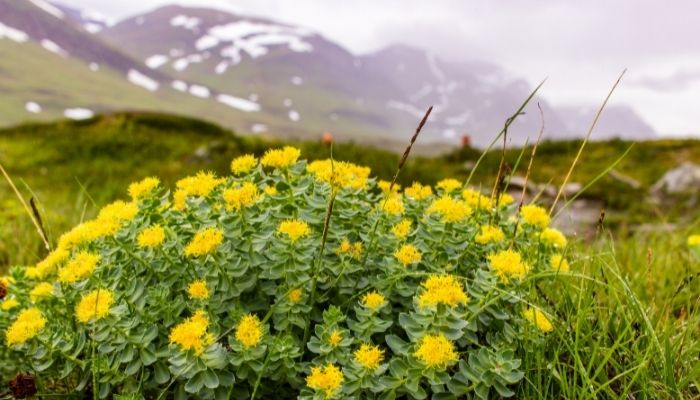 Rhodiola Rosea Plant