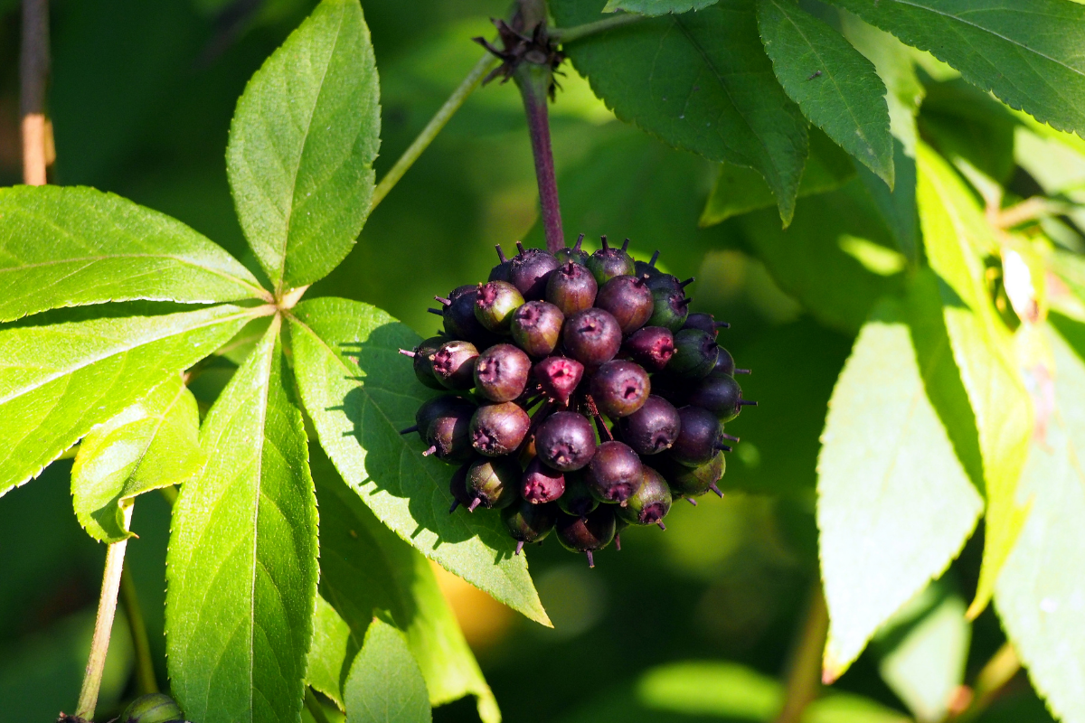 Siberian Ginseng